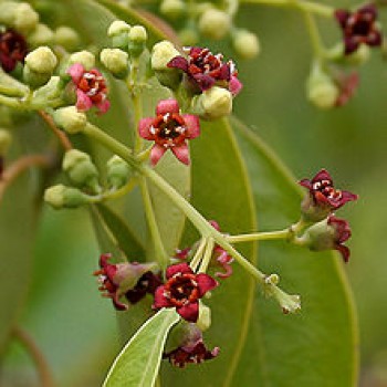 White Sandalwood (Santalum Album L.)